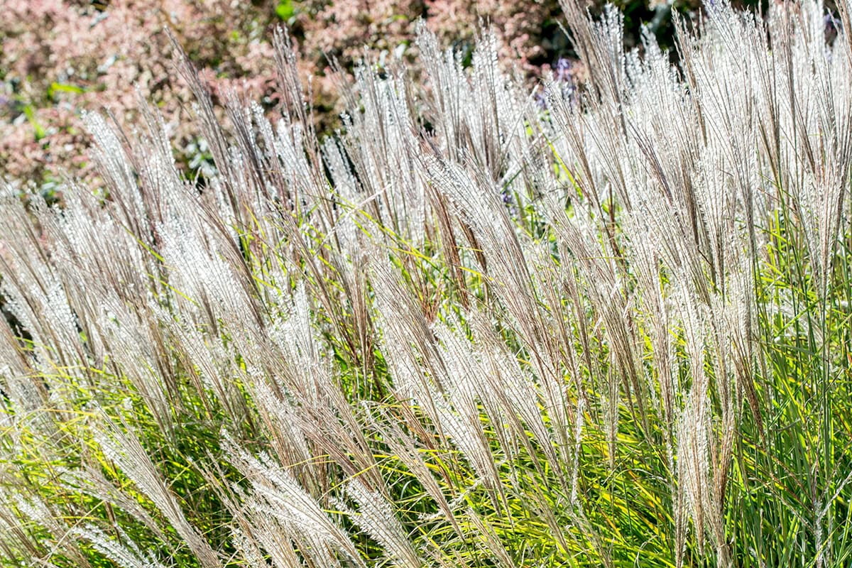 Plant met dunnen bladeren en zilveren pluimen grasaren