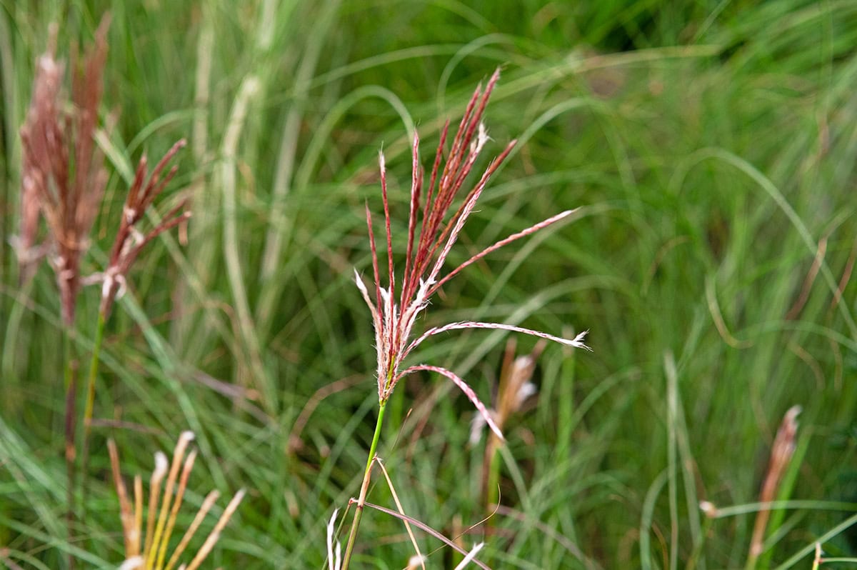 Smalle groene bladeren en rood roze bloemaar