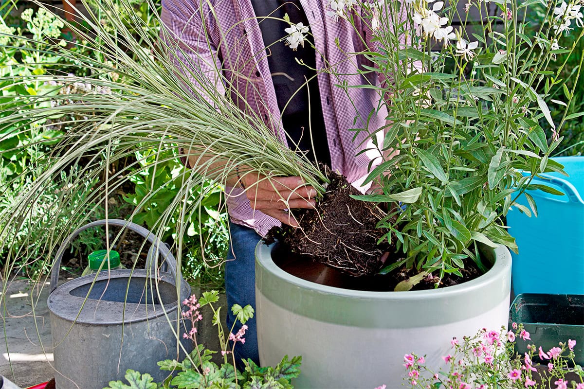 Man plant gras in pot met bloemen.