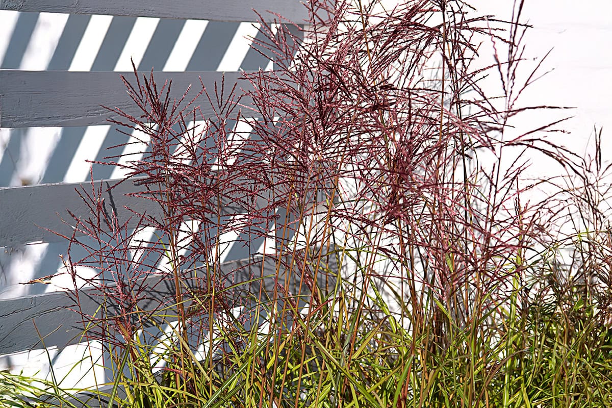 Hoge plant met smalle groene bladeren en rode pluimen