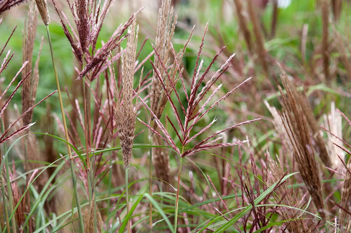 dunne bladeren en rode pluimen van siergras