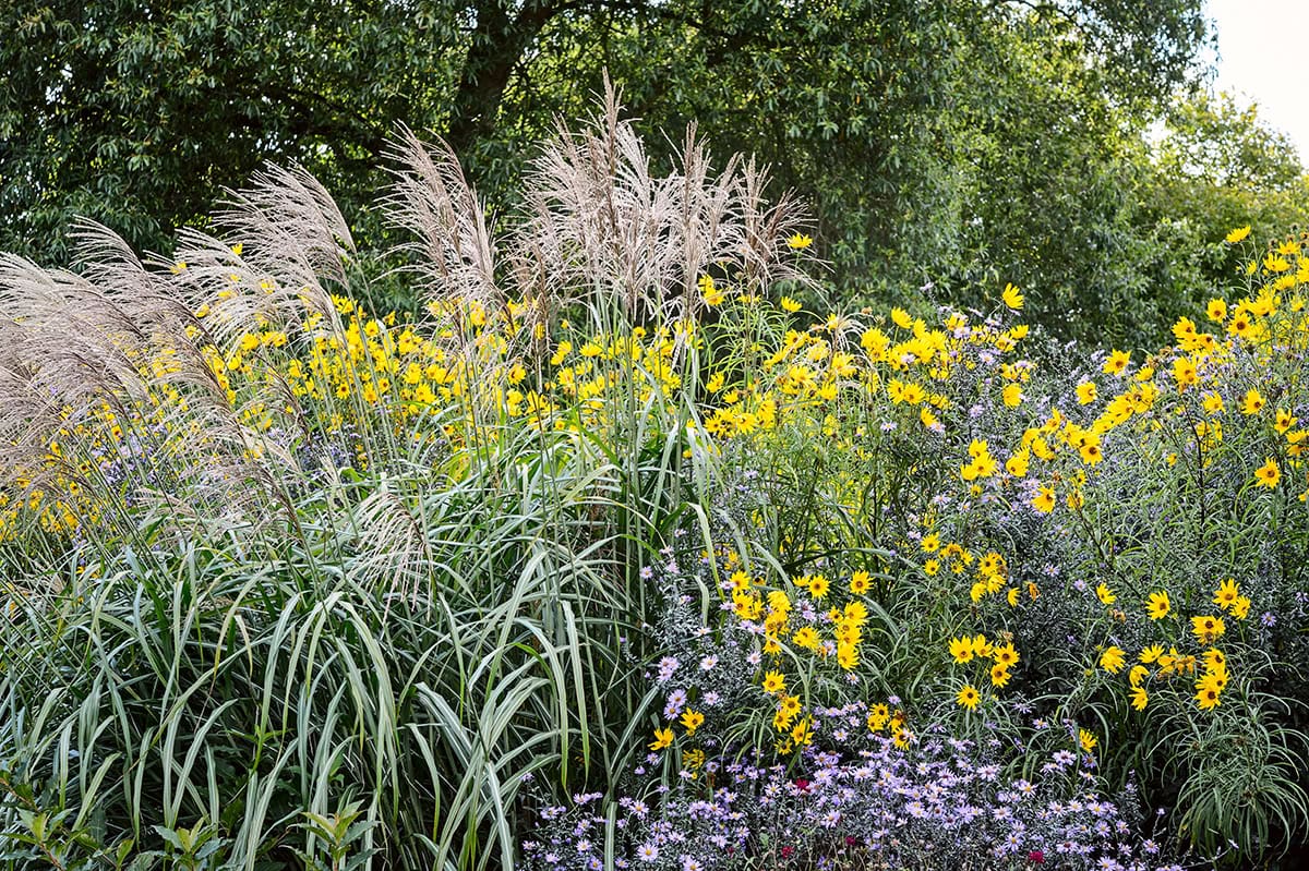 tuin met gele en paarse bloemen en hoog gras