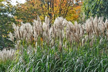 Gras met hoge beige pluimen in tuin.