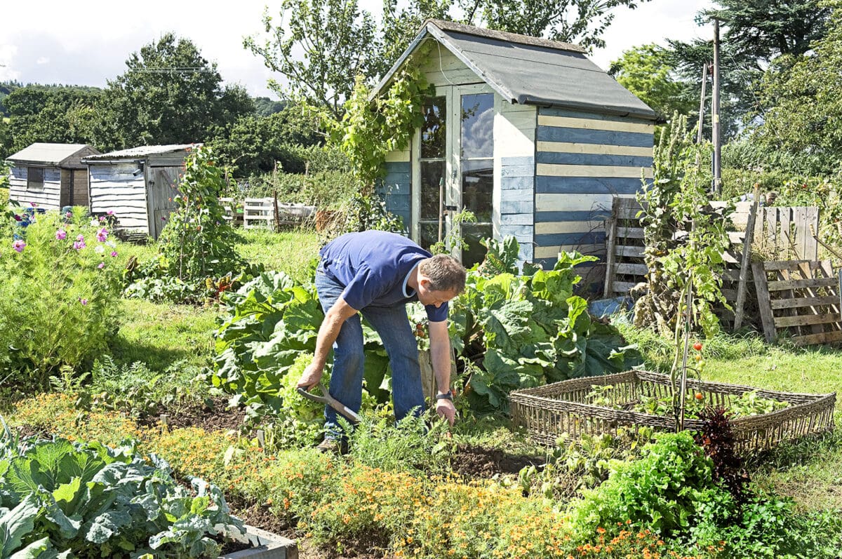 Man is bezig in de moestuin.