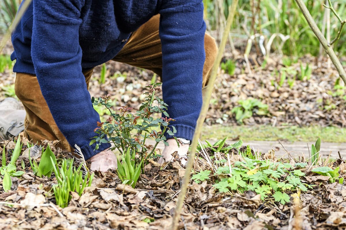 Monty Don plant een roos in de tuin.