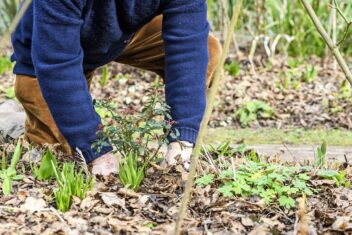 Monty Don plant een roos in de tuin.