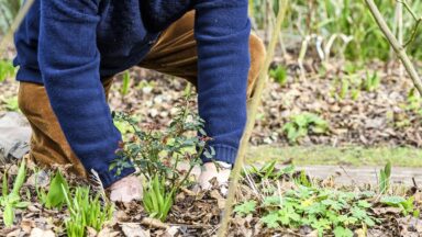 Monty Don plant een roos in de tuin.