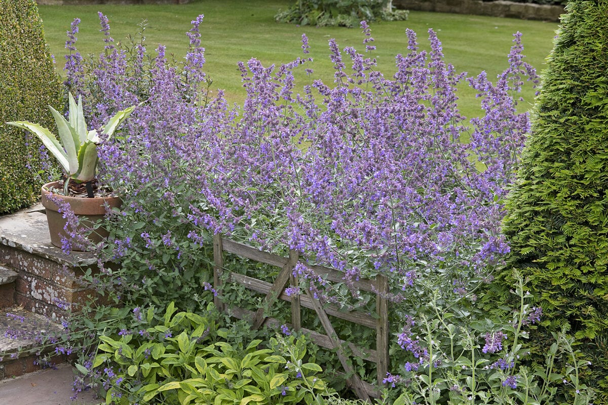 Heel veel paars bloemen van Nepeta in een tuin met vormsnoei en groen.