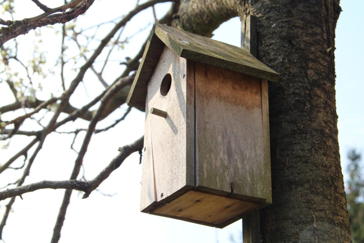 Een nestkast hangt aan een boom.
