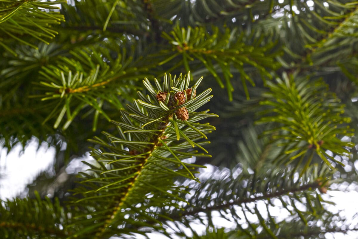 De groene naalden van een Nordmann kerstboom