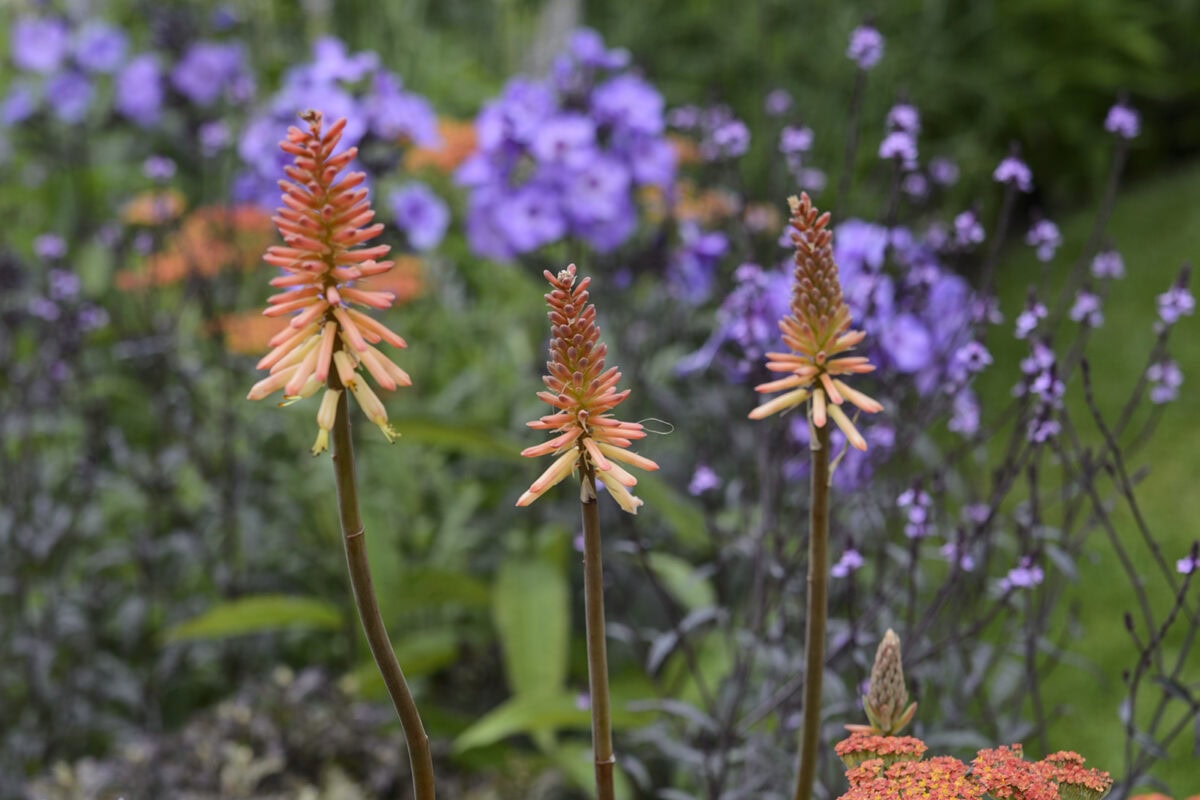 Bloemen met oranje en paarse kleuren in de tuin