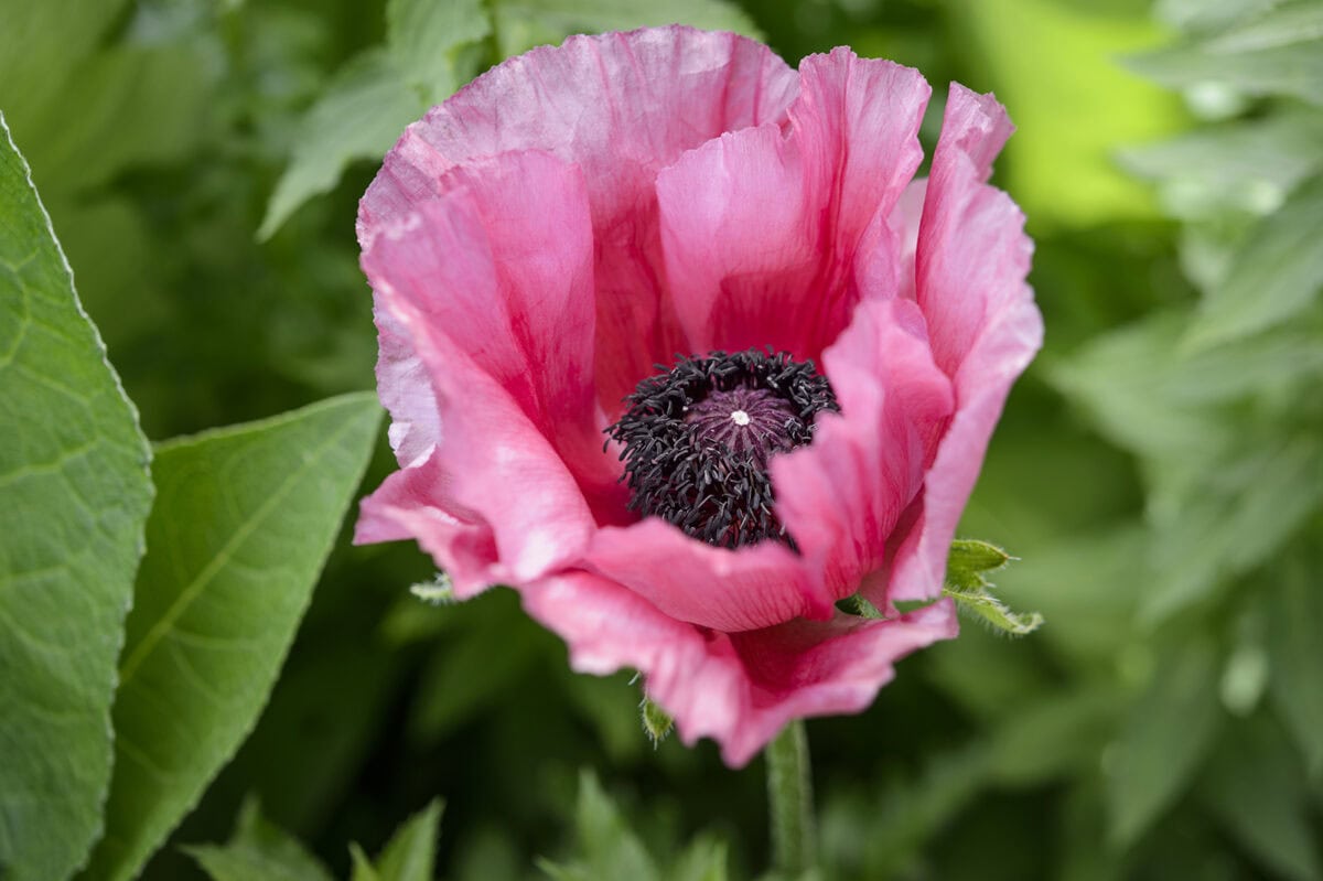 Het dieproze bloemhoofd van Papaver orientale in de tuin.
