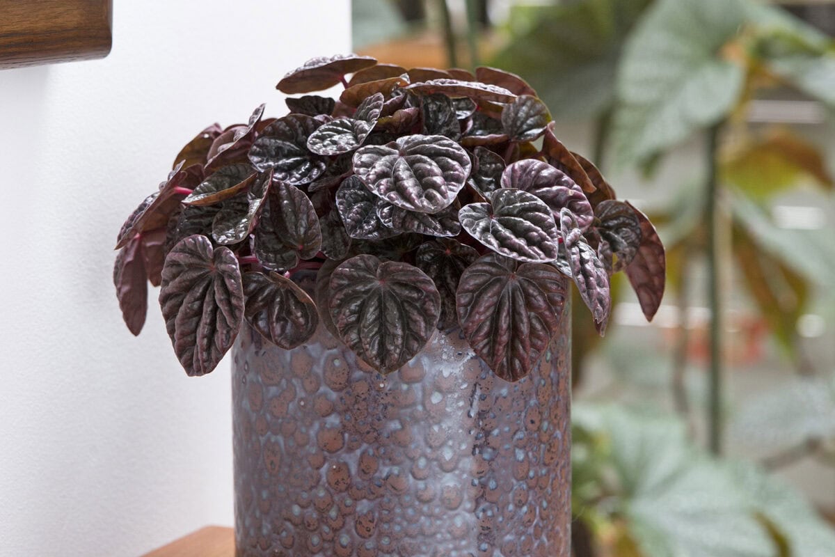 Het dieppaarse blad van de kamerplant Peperomia caperata 'Schumi red'