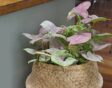 Het roze met groene blad van Syngonium.