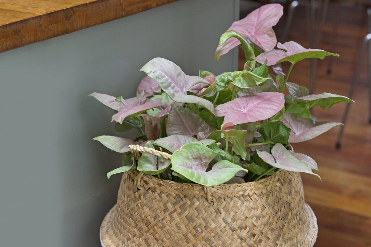 Het roze met groene blad van Syngonium.