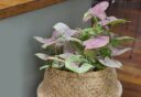 Het roze met groene blad van Syngonium.