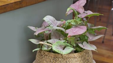 Het roze met groene blad van Syngonium.