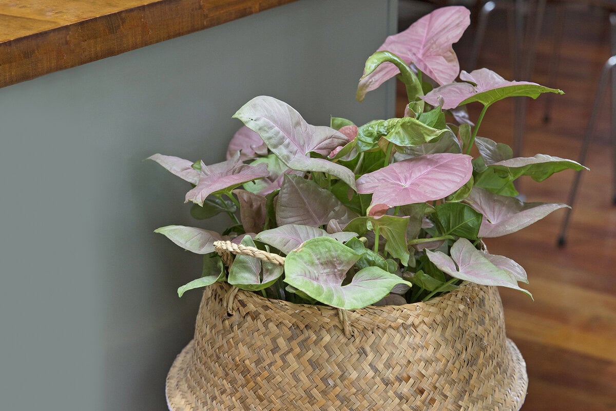 Het roze met groene blad van Syngonium.