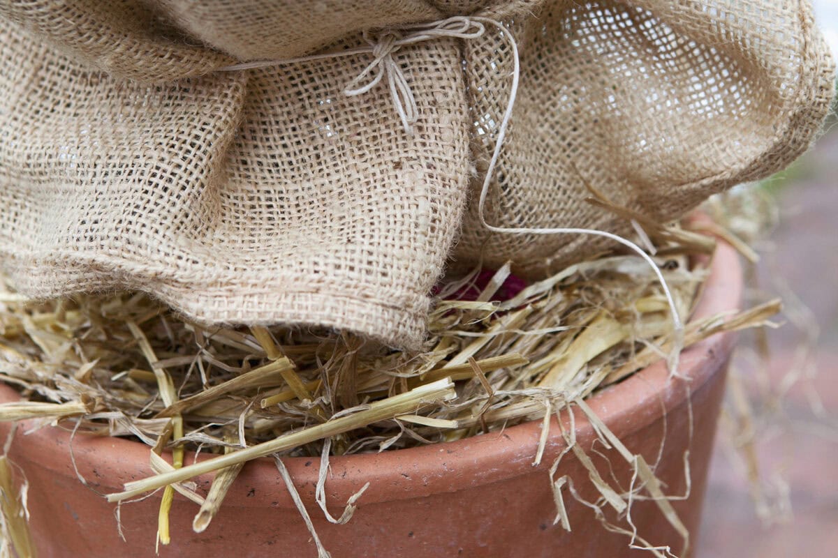Een potplant is ingepakt met jute en stro, tegen vorst.