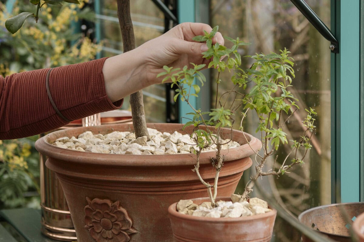 Verveine en citrusboom in de winterkas