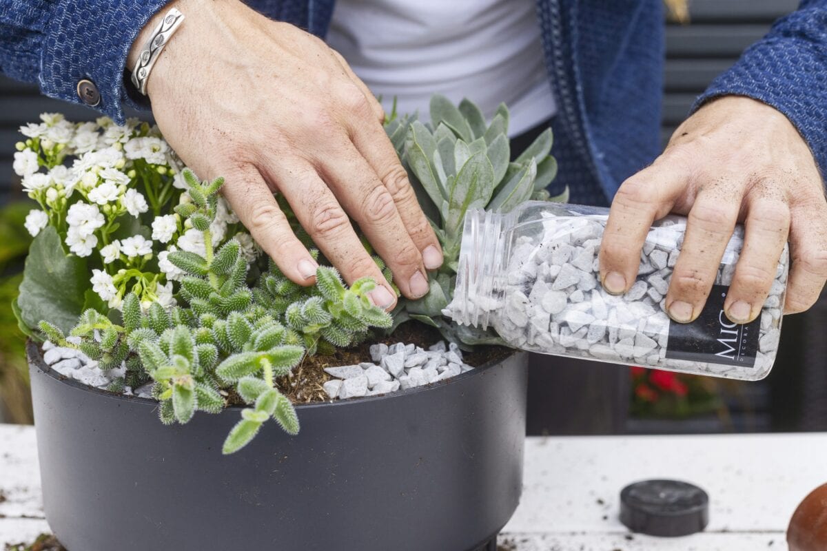 Een pot met vetplanten wordt gemulcht met steentjes.