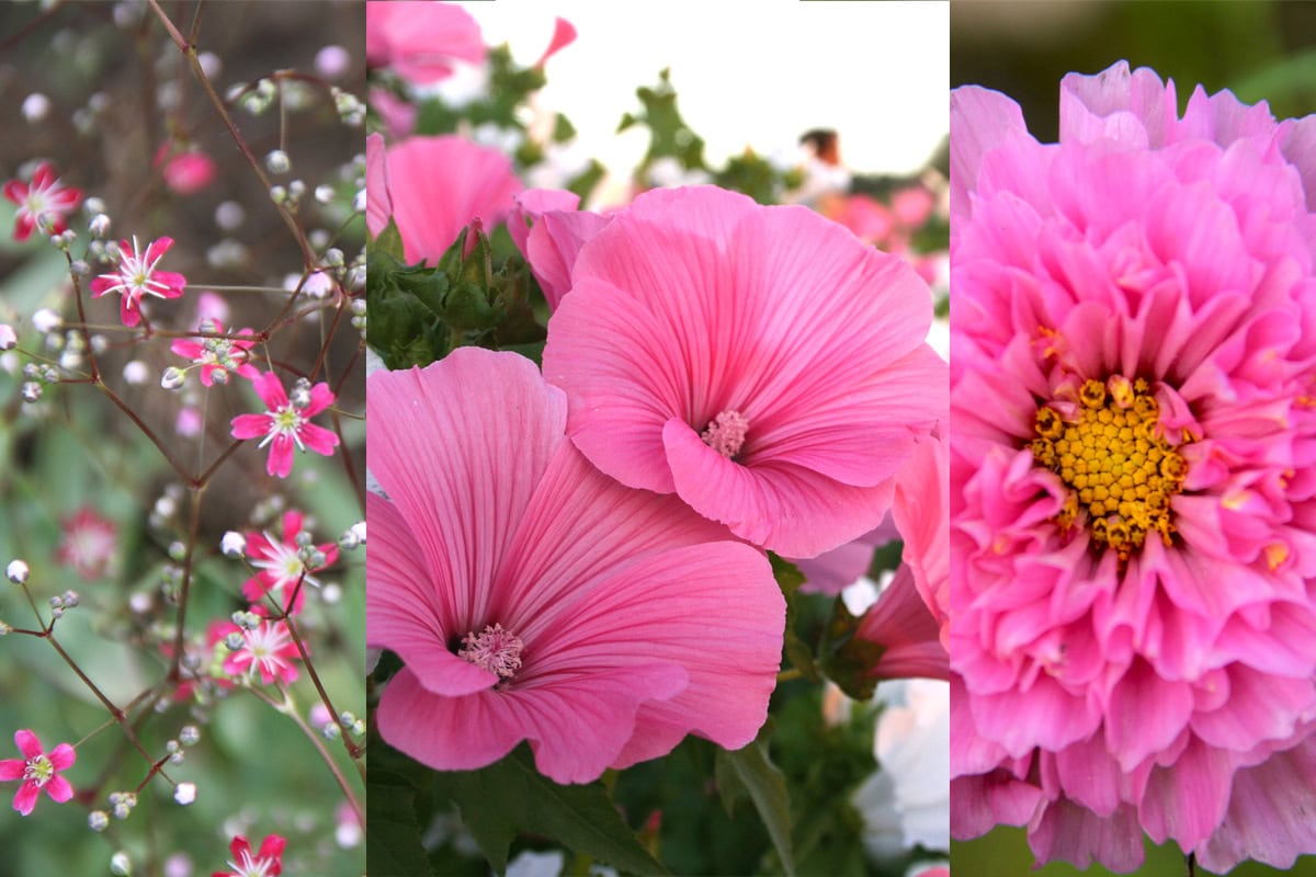 Een foto met drie soorten roze bloemen, namelijk gipskruid, bekermalva en cosmea.