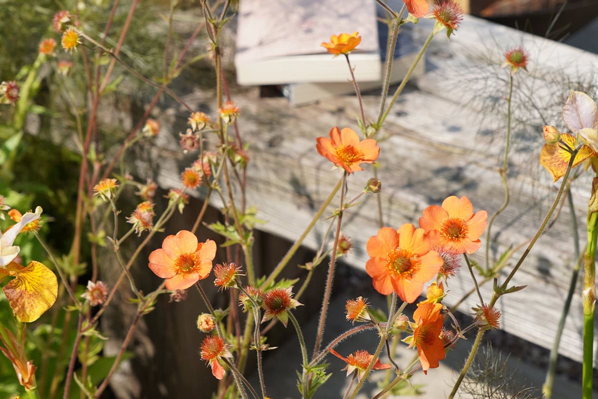 Close-up van oranje bloemen in een showtuin.