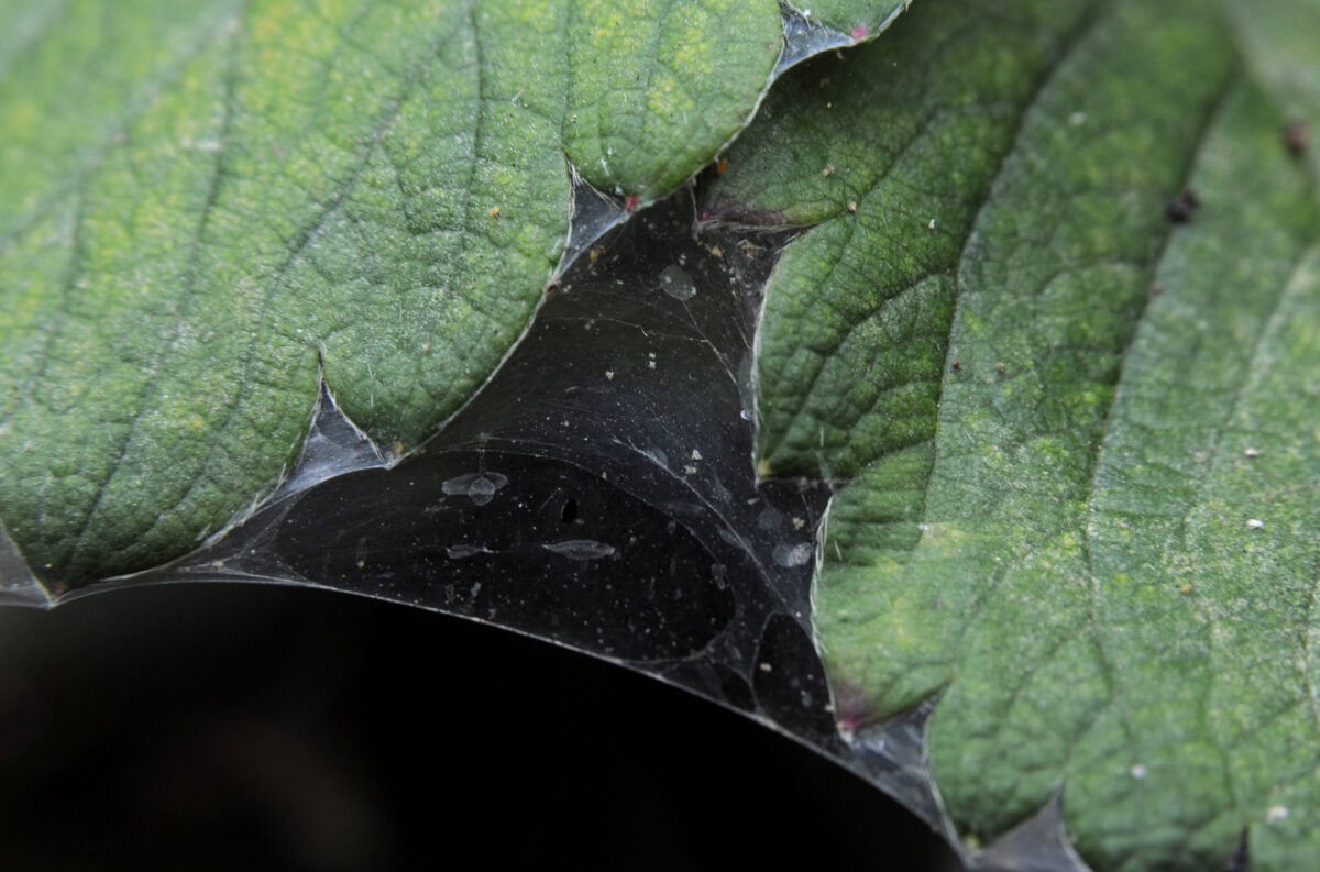 Groen blad met wit spintmijt 'rag'.