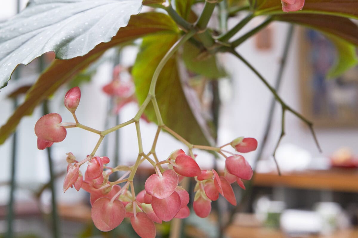 Roze bloementros en groen-roze blad van de stippenbegonia.