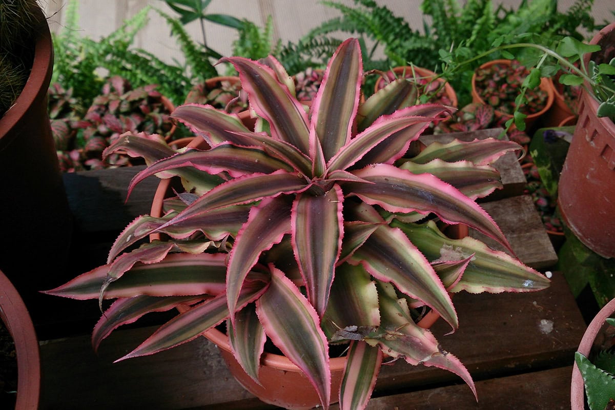 plant in pot met bruine bladeren en roze bladranden