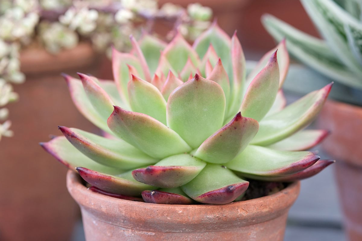 Plantje in pot met vlezige blaadjes.