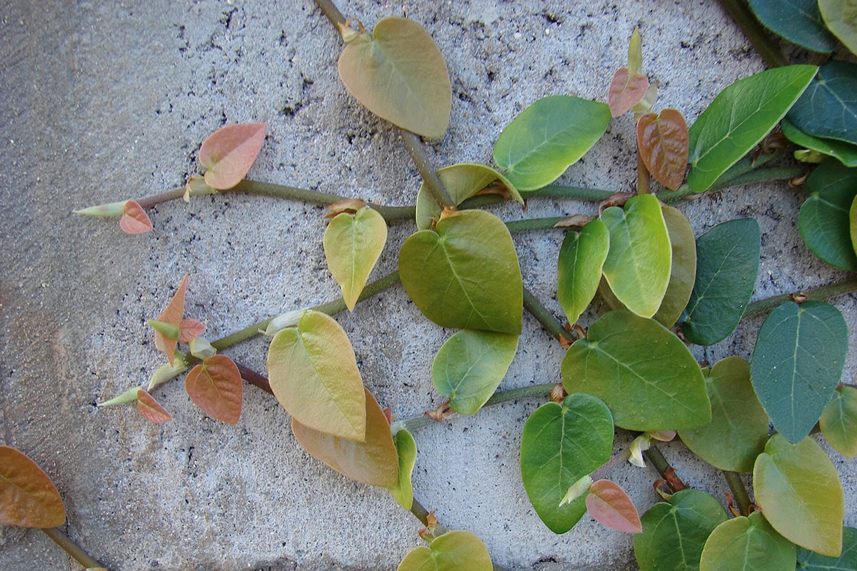 klimmende plant langs muur met groene en rode blaadjes.