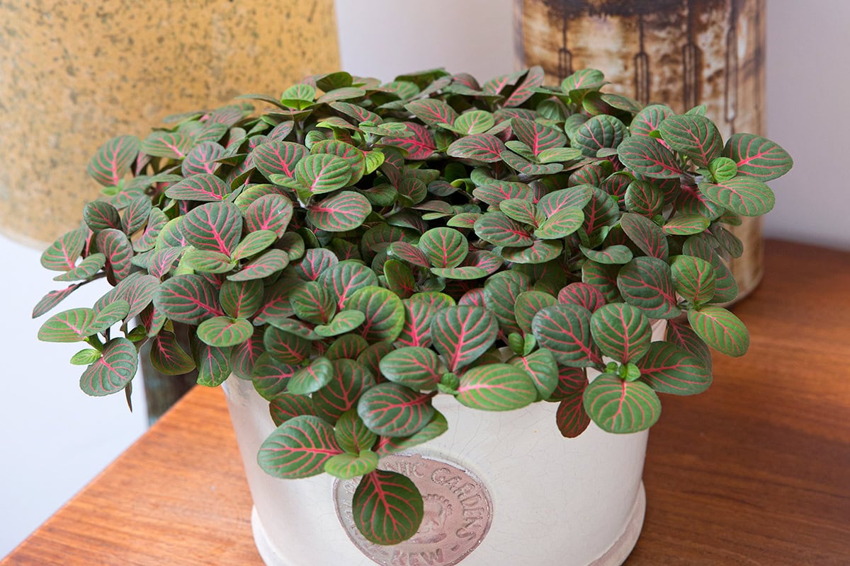 Plant in pot met groene blaadjes en rode nerven.