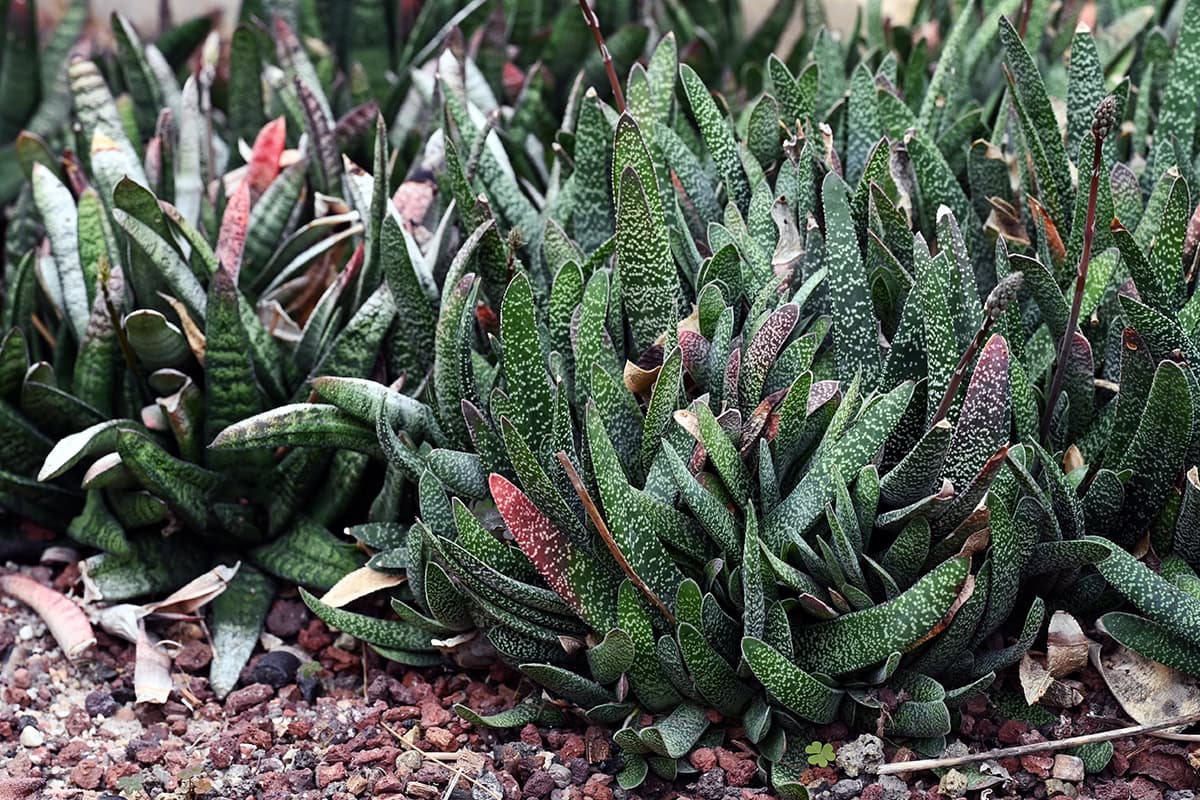 Plant met dikke groene bladeren en witte dwarsstreepjes