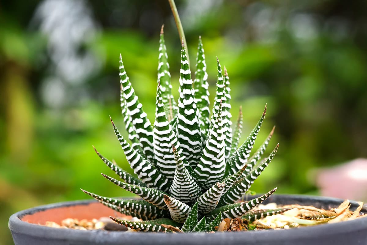 plant in pot met groen witte bladeren en stekels.