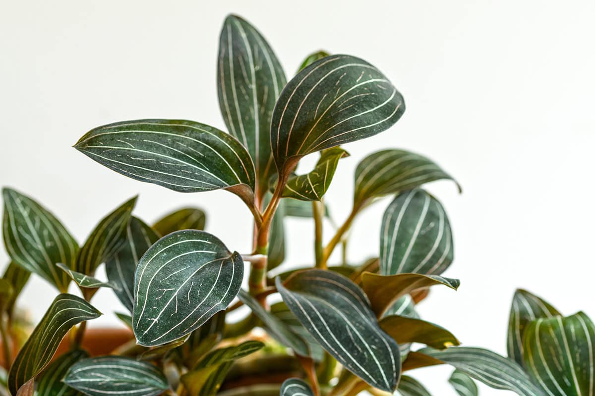Donkergroene bladeren aan stengels met lichtgroene strepen
