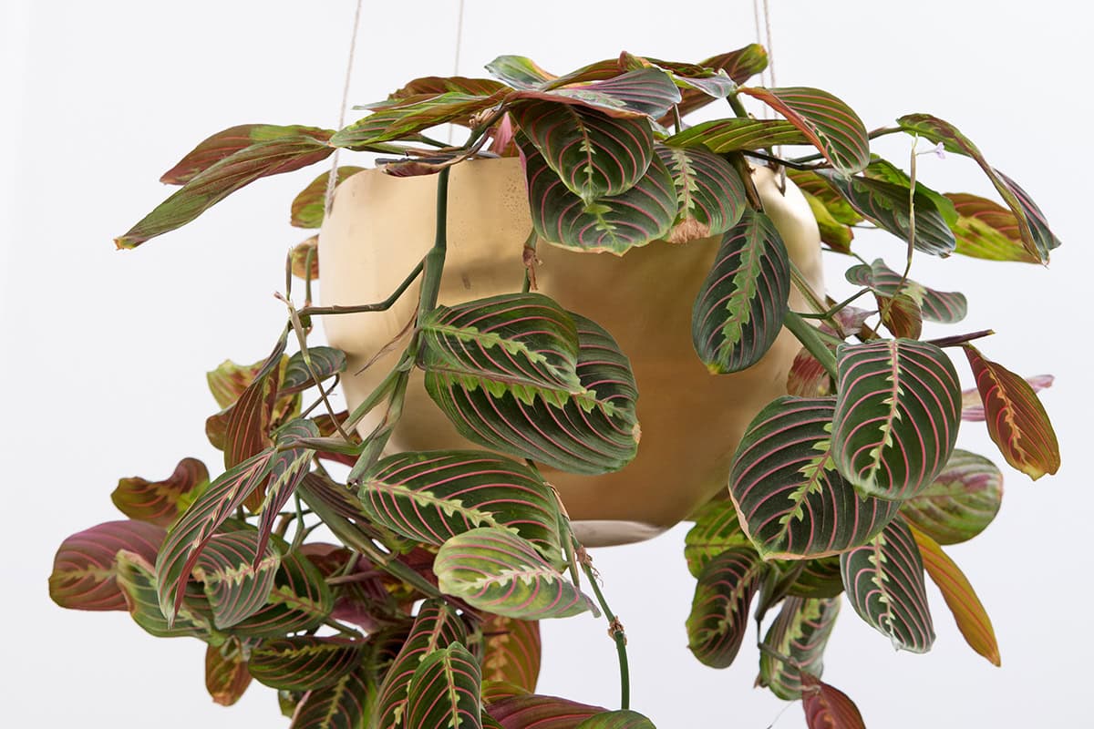 Plant in bak met bontgekleurde bladeren