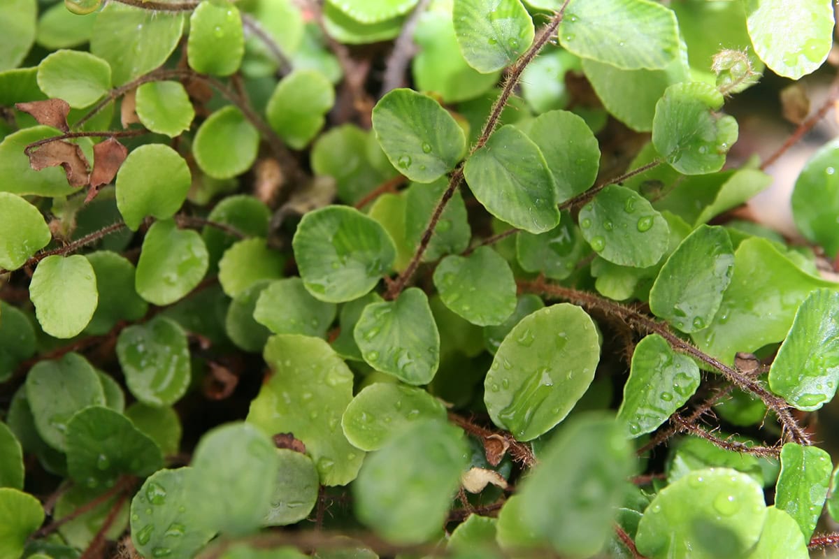 plant met dunne stengels en ronde plaatjes met sporen.