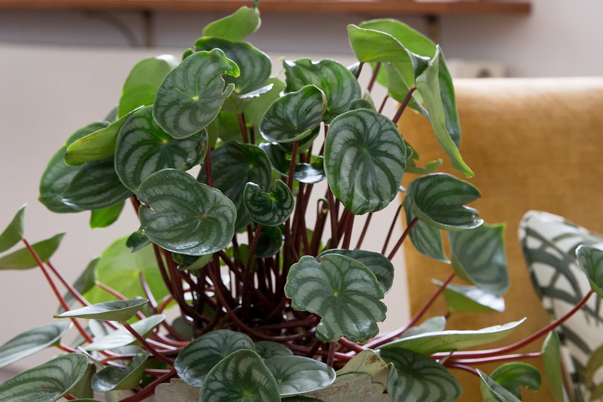 Plant in pot met groene bladeren met witte strepen