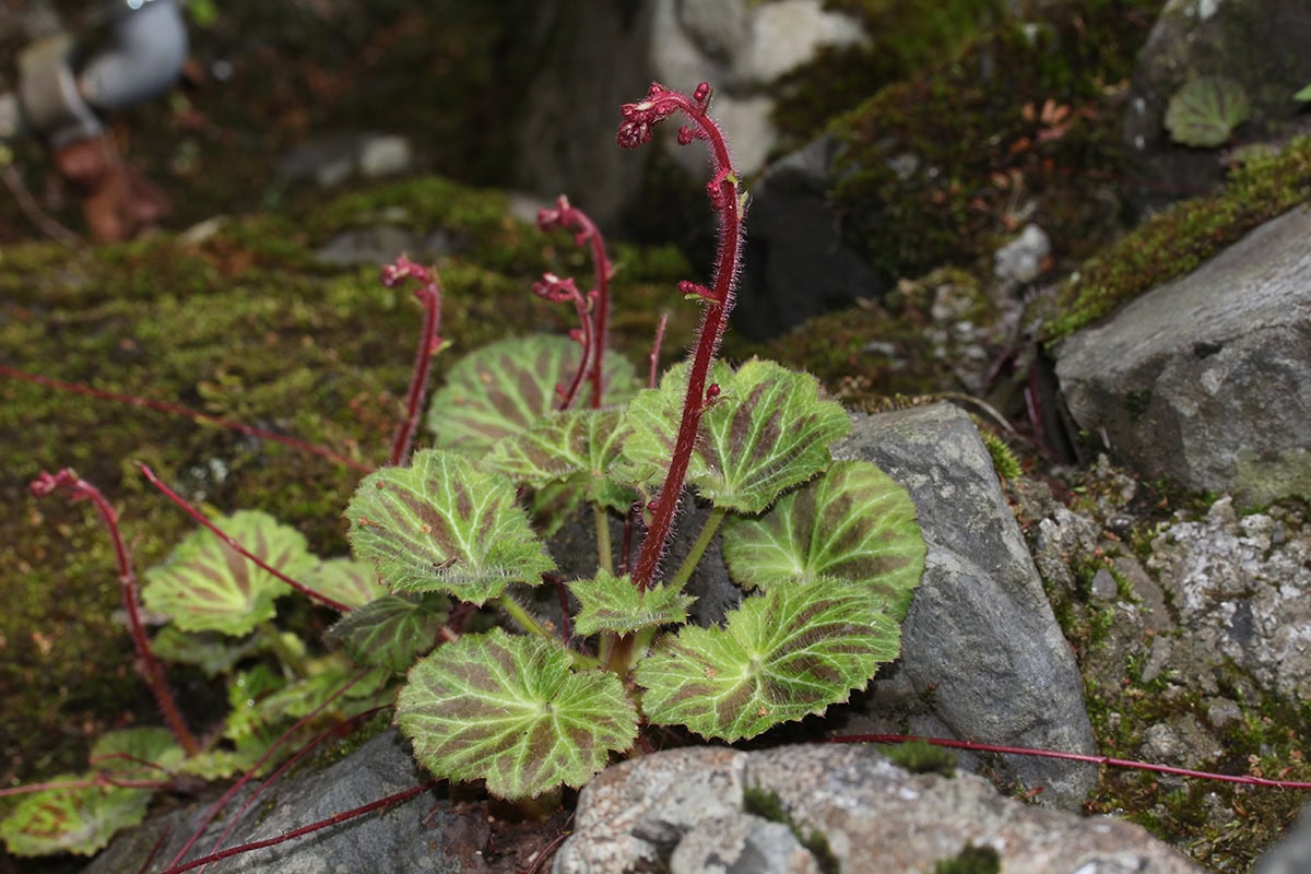 plant met groenrode bladeren en uitstekende stengels