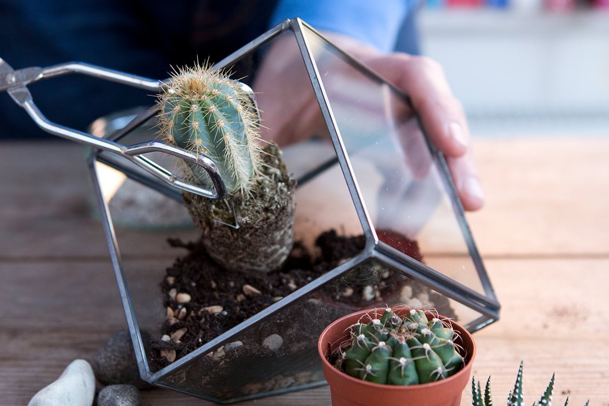 Prikkelige plant wordt met tang in aarde gezet.