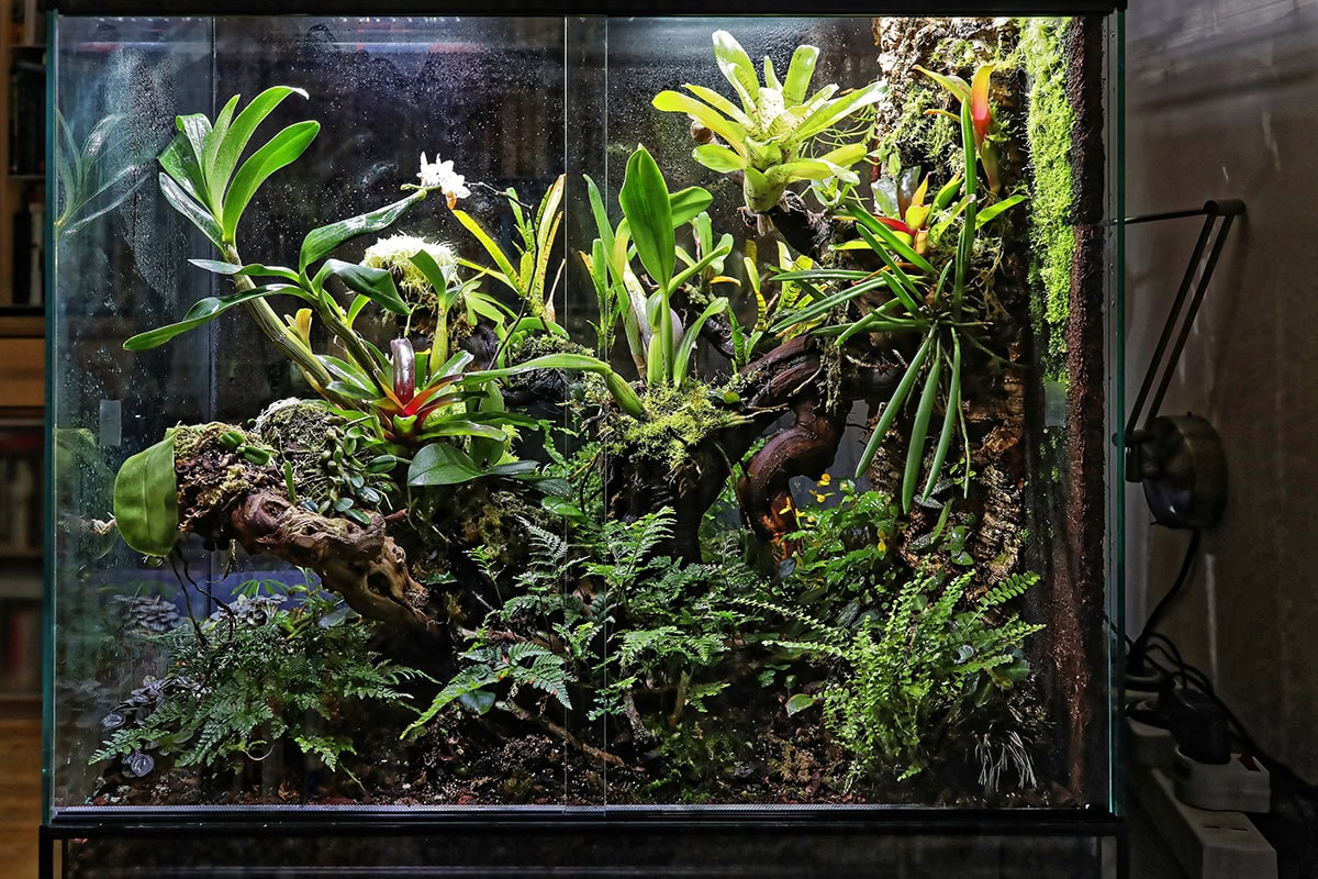 Terrarium met tropische planten
