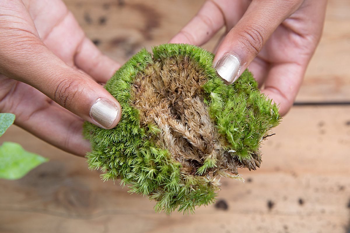 Twee handen breken bolletje mos open.