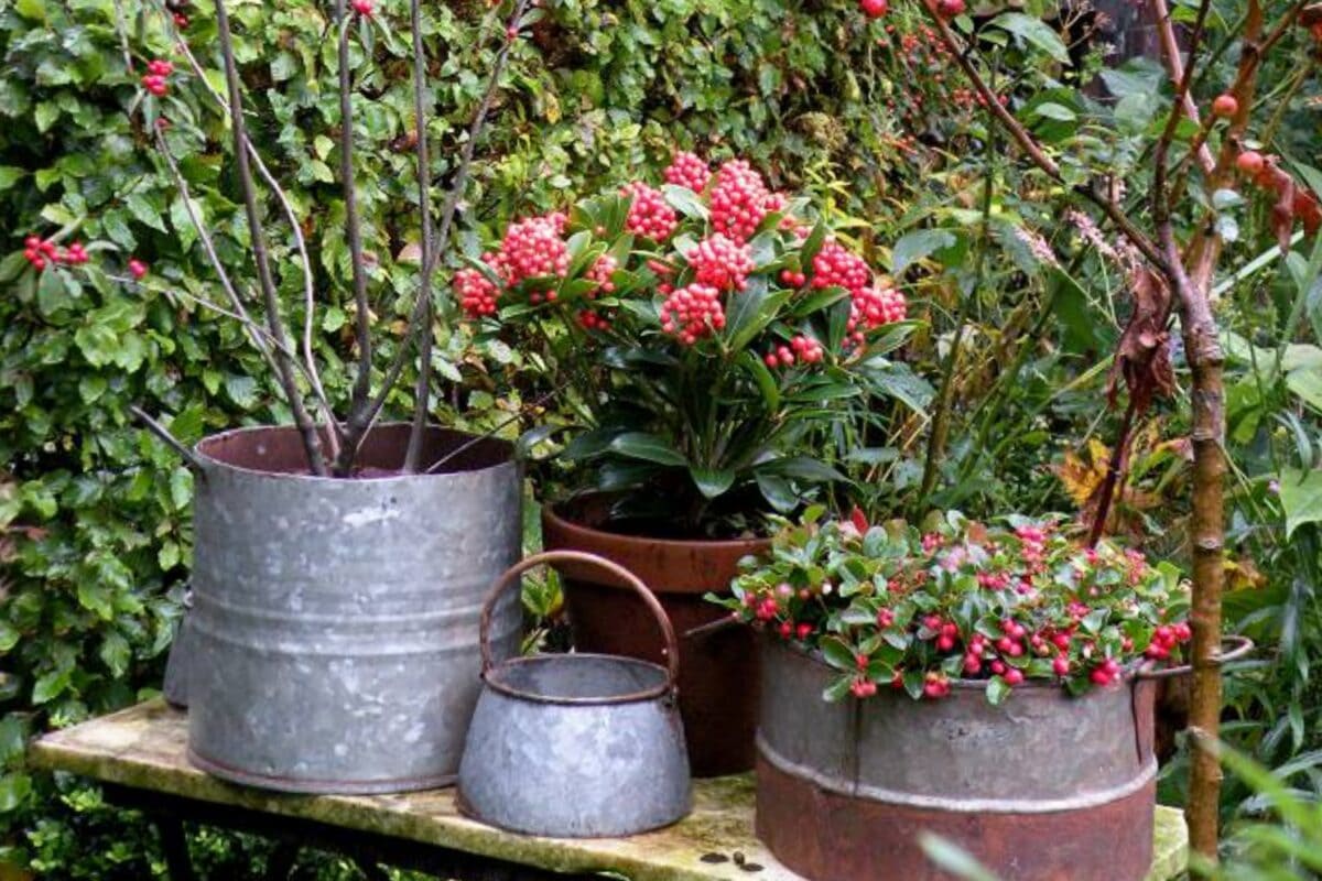 Meerdere planten op een tuintafel maken.