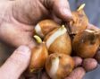Iemand heeft tulpenbollen in de handen.