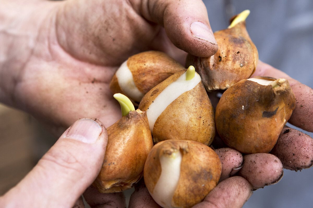 Iemand heeft tulpenbollen in de handen.