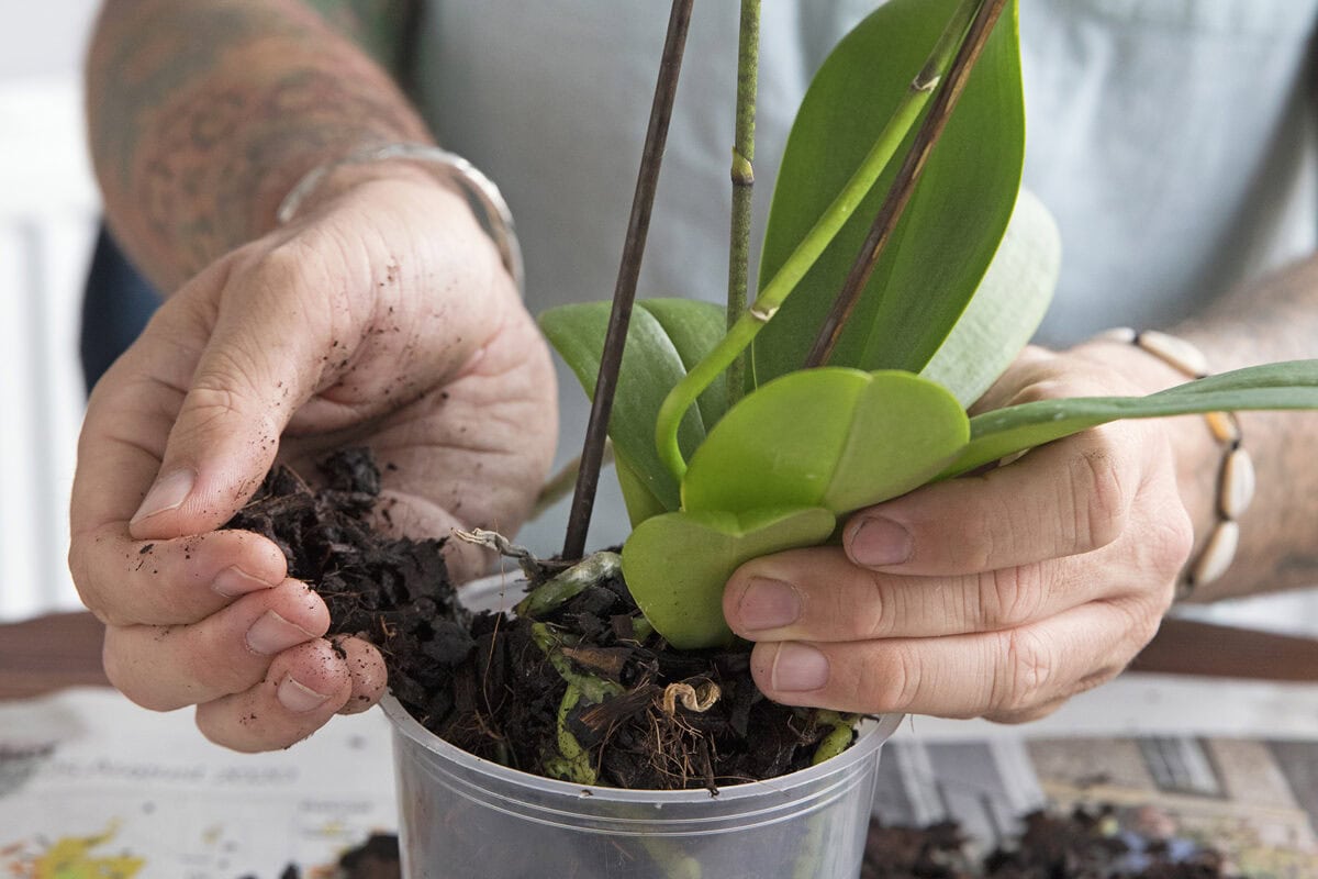 Iemand zet de vlindrorchidee in een nieuwe pot met potgrond.