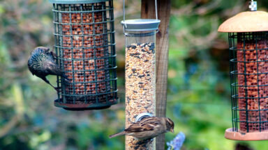 Twee vogels spreeuw en huismus op voedersilo