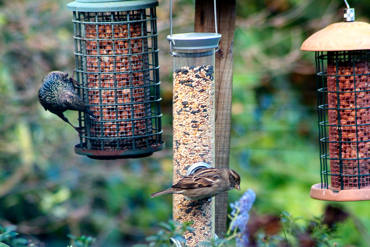 Twee vogels spreeuw en huismus op voedersilo