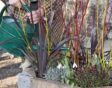 Iemand geeft planten in de winter water met een gieter.